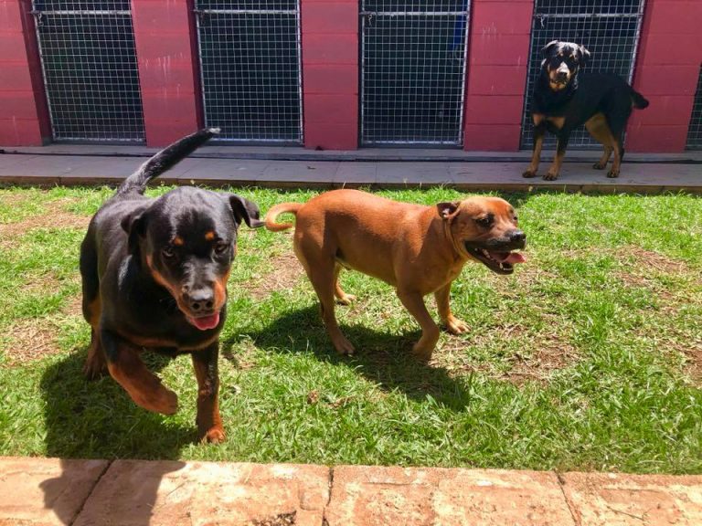 Dog and Cat Boarding in Brisbane Coltrandi