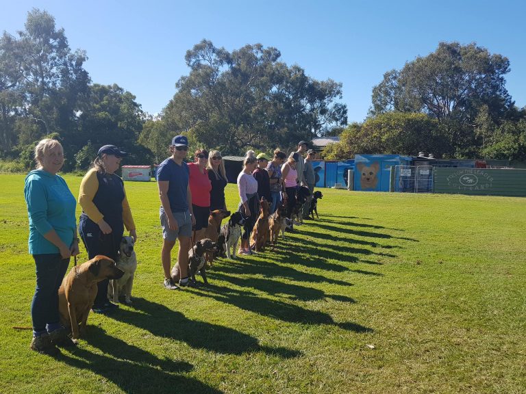 Dog Training Coltrandi